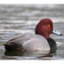 Male. Note: short blue bill and gray body.